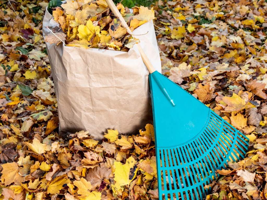 Bagged leaves are a common type of Minnesota yard waste disposal material