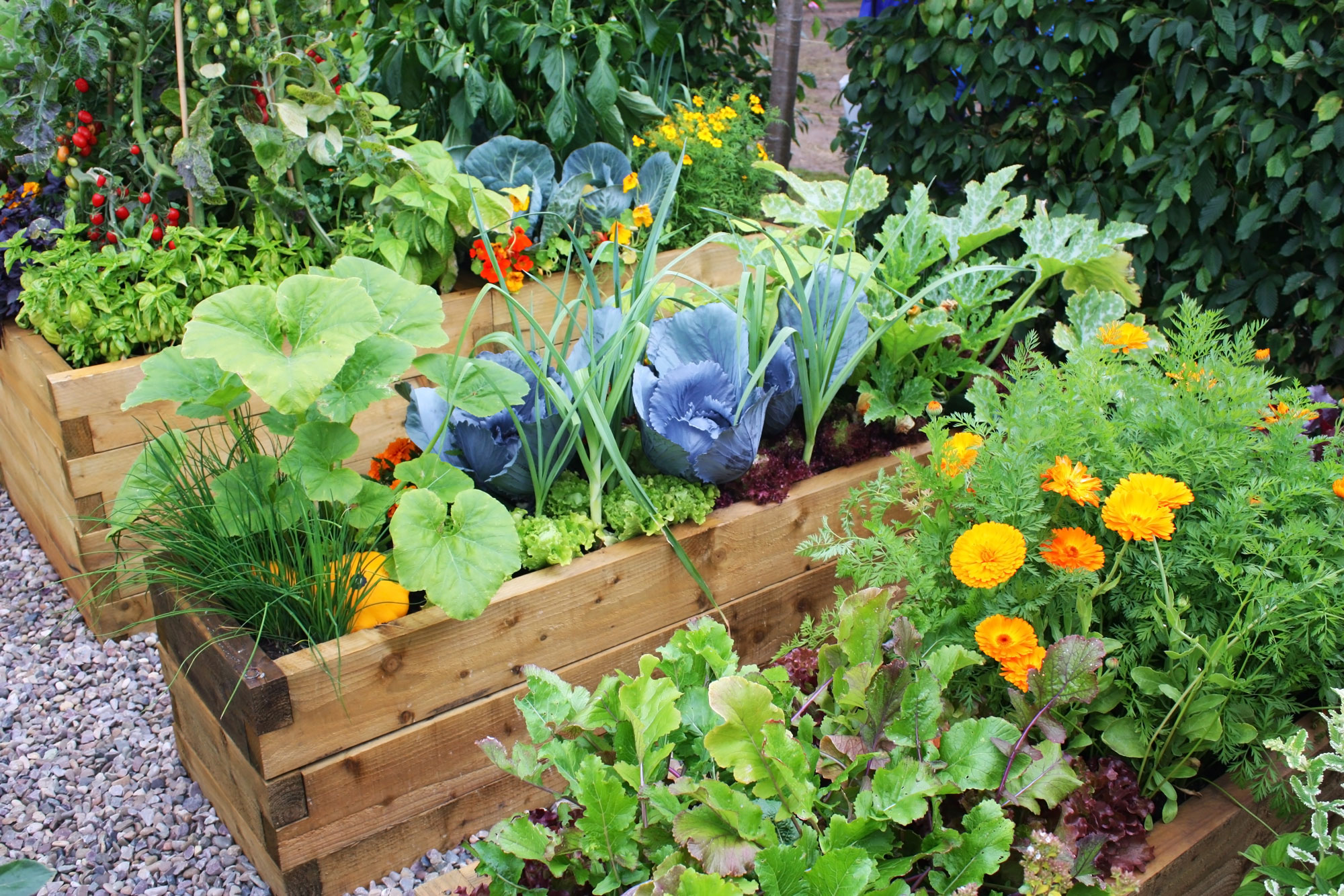 Flowers in a garden box for an education article about gardening and recyclingrticle